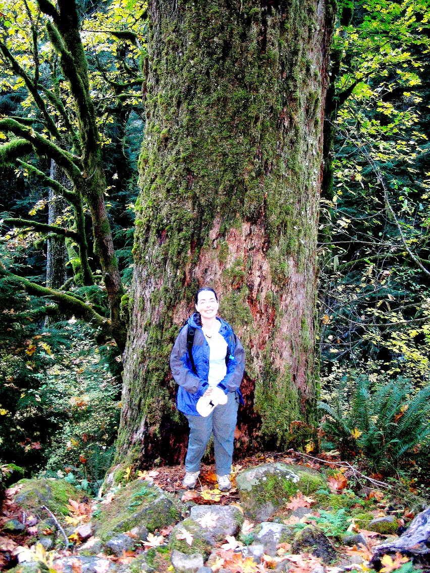 (Photo of Old growth Douglas-fir)